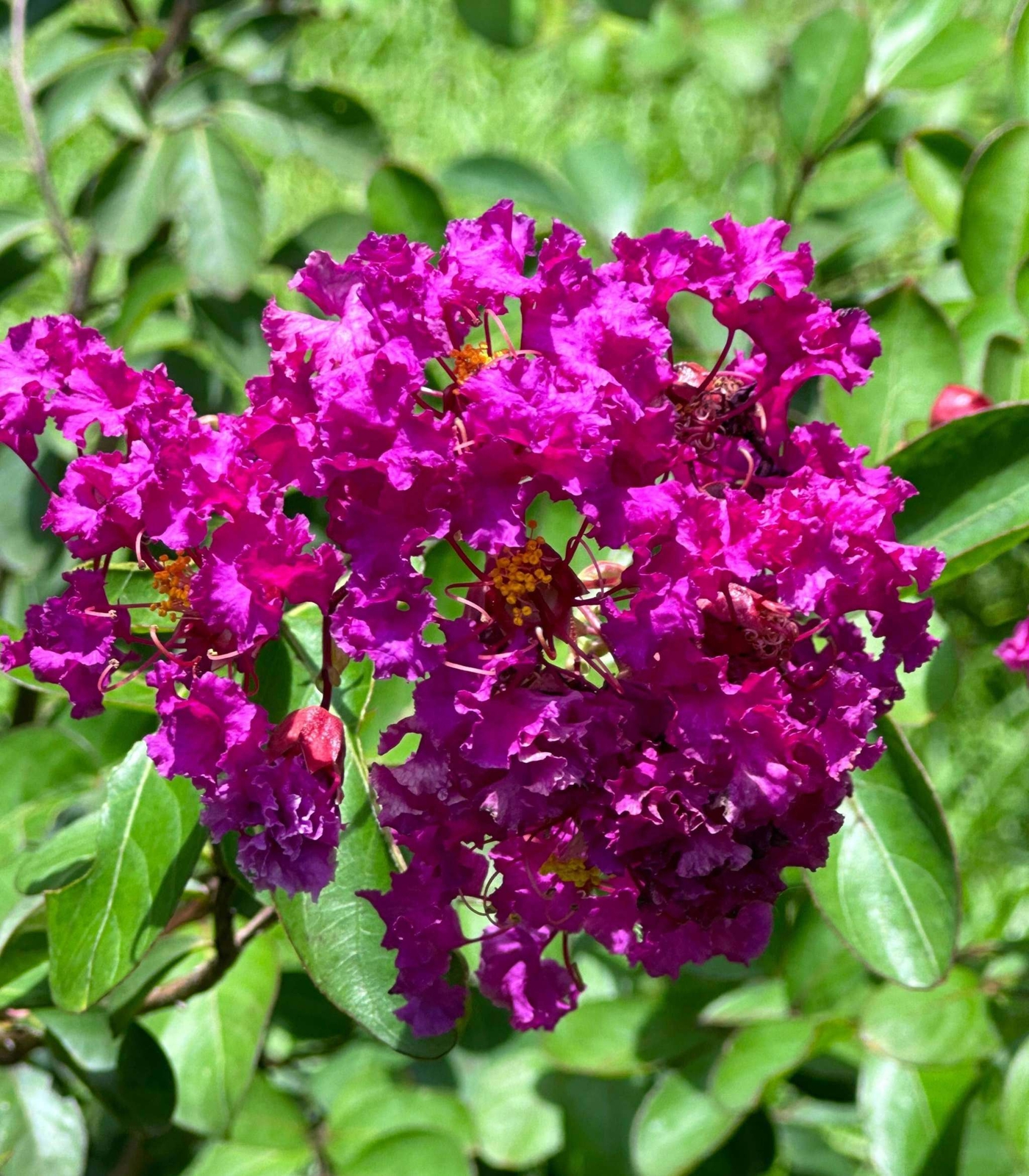 Purple Velvet Crape Myrtle: Dark Purple Flowers with a Distinct Fuchsia Underton
