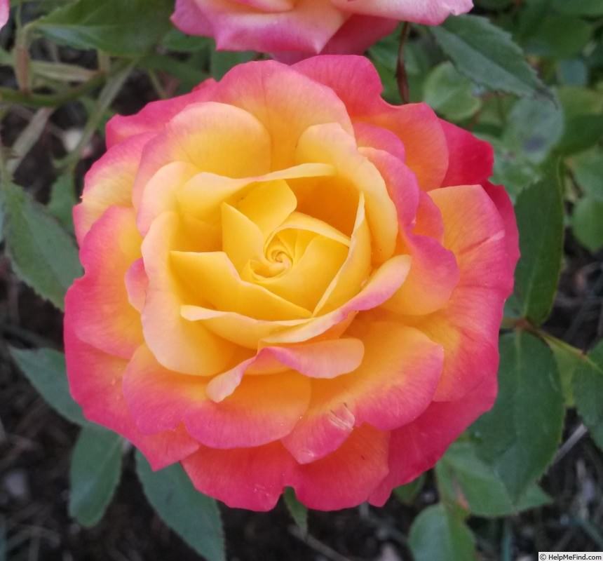 Miniature Rose Live Plants