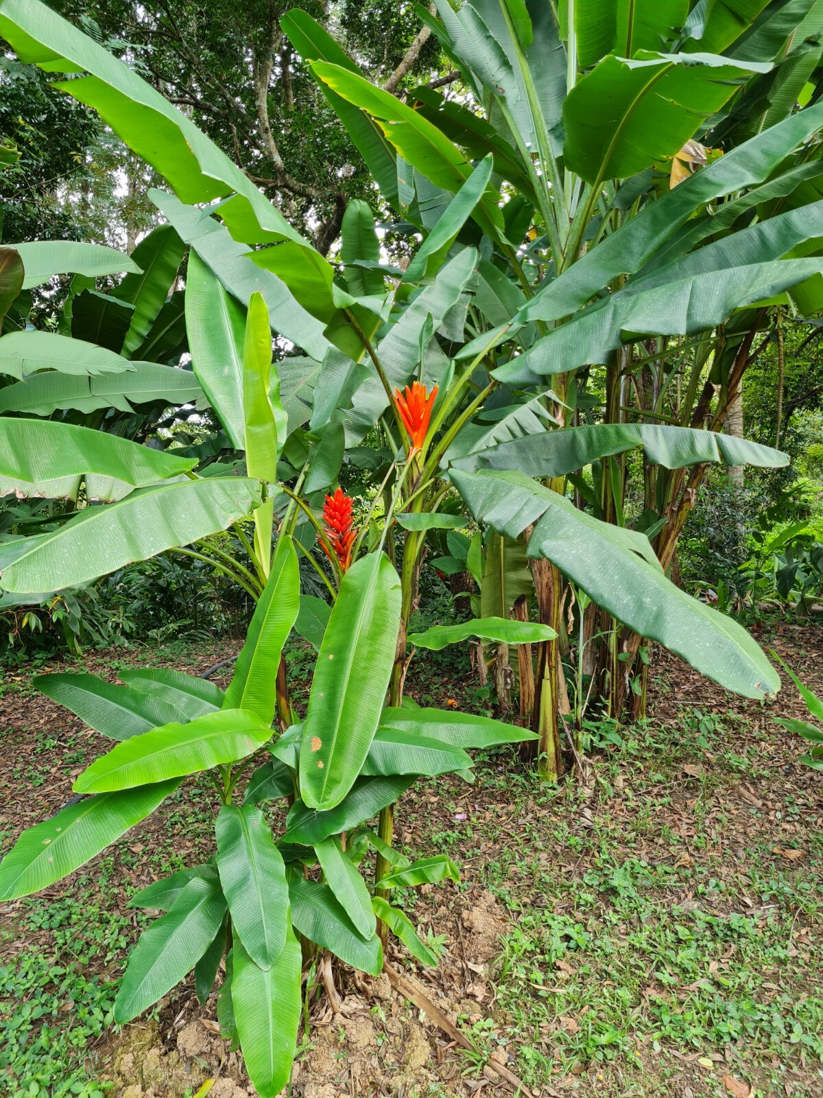 Musa coccinea Scarlet banana live Rhizome tropical plant exotic