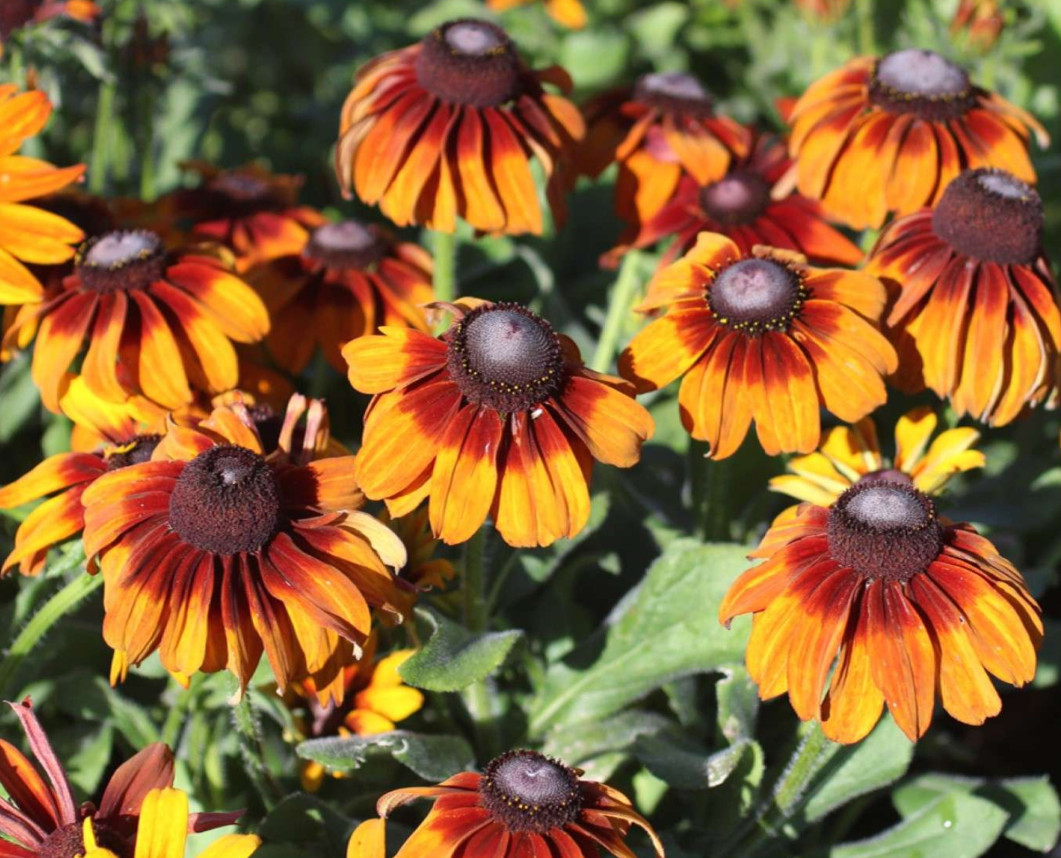 Live Rudbeckia hirta ‘Autumn Colours’ Plant, Coneflowers, Well-Rooted Plug Small