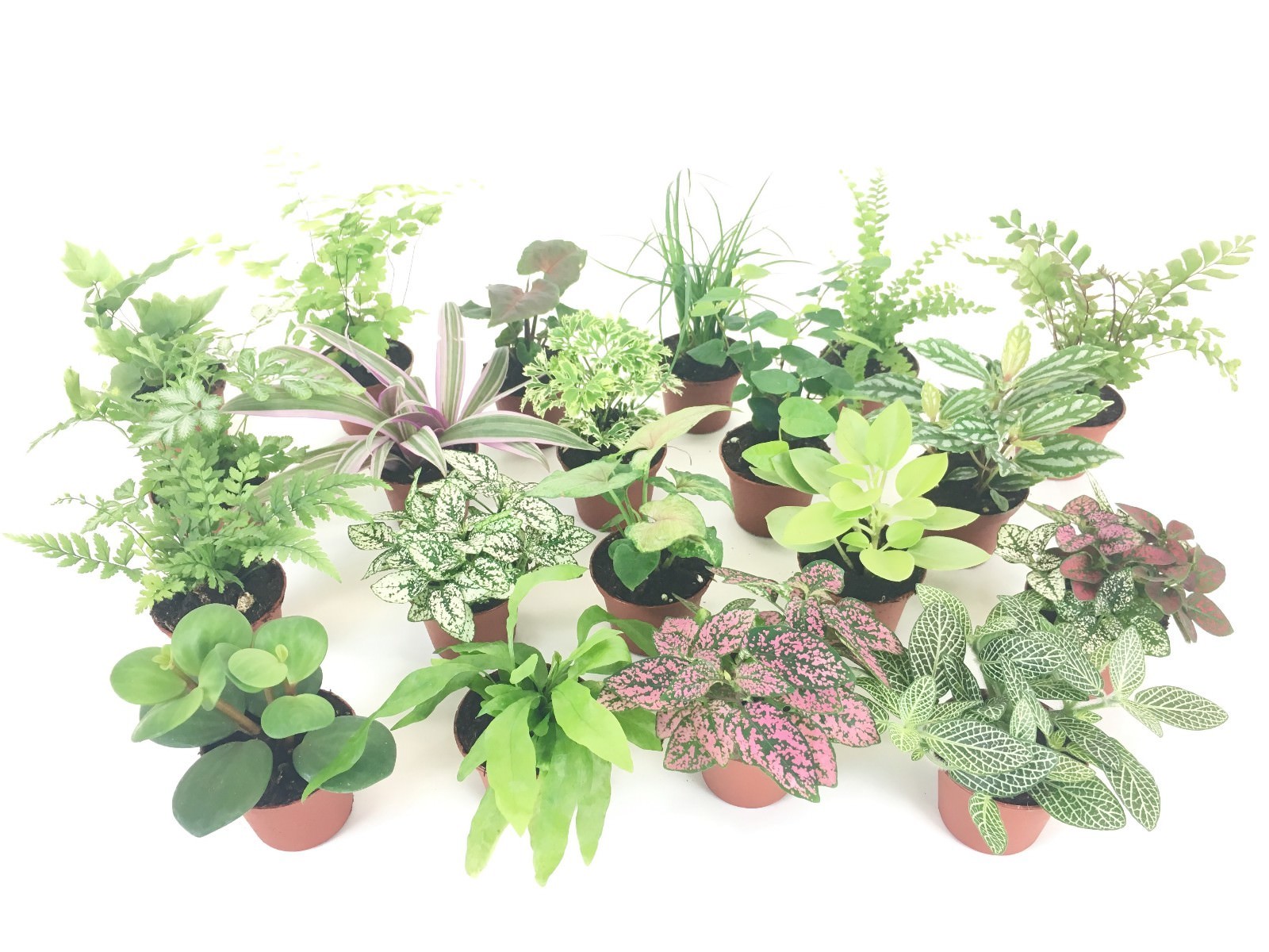 Mini Terrarium Plants (2 Plants) Fairy Garden (Assorted Varieties) (2″ Pots)