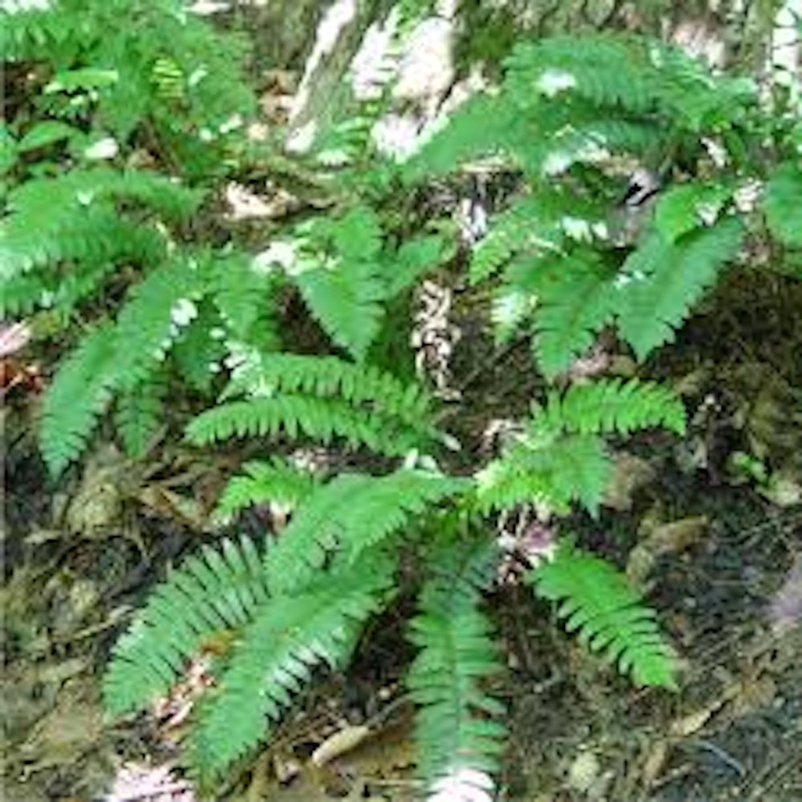 3 Christmas Fern Roots Polystichum Acrostichoides Bare Root