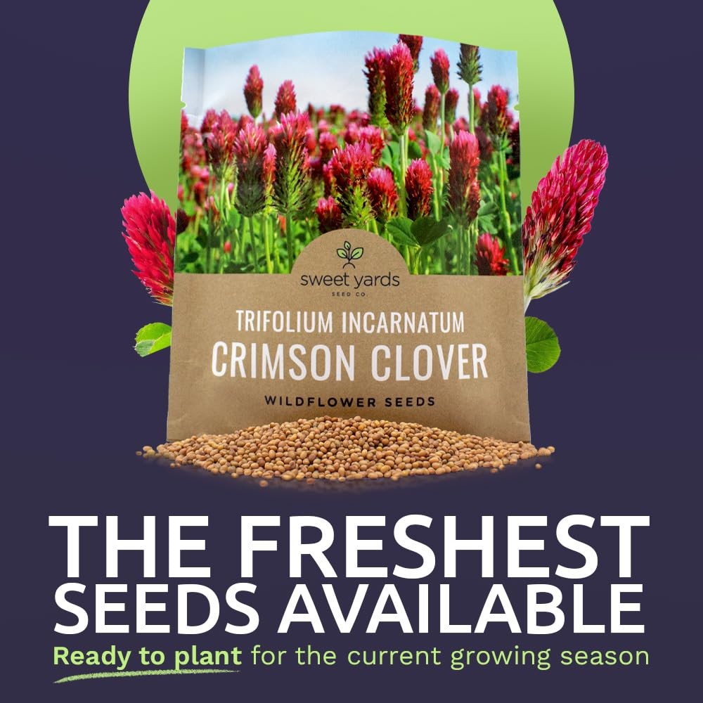 Crimson Clover Seeds – Extra Large Packet – Over 5,000 Open Pollinated NonGMO…