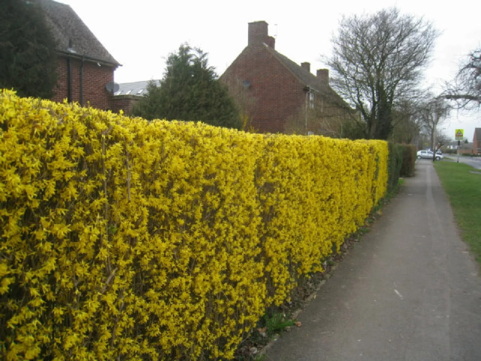Weeping Forsythia {Forsythia suspensa}20+ SEEDS USA POST