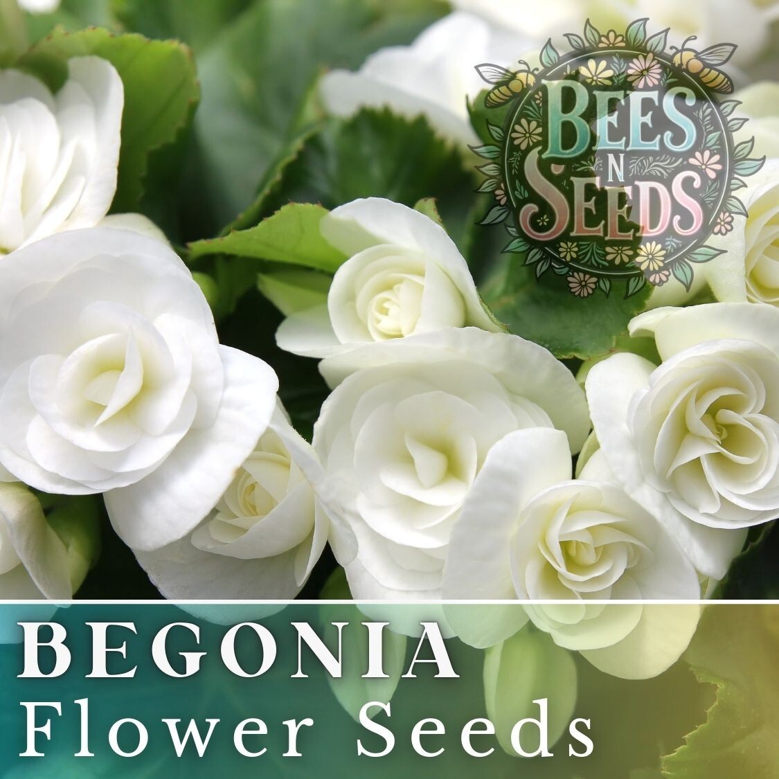 Ivory Haven Begonia Seeds 45 or 125 Seeds Flower, Flower Seeds, Non GMO