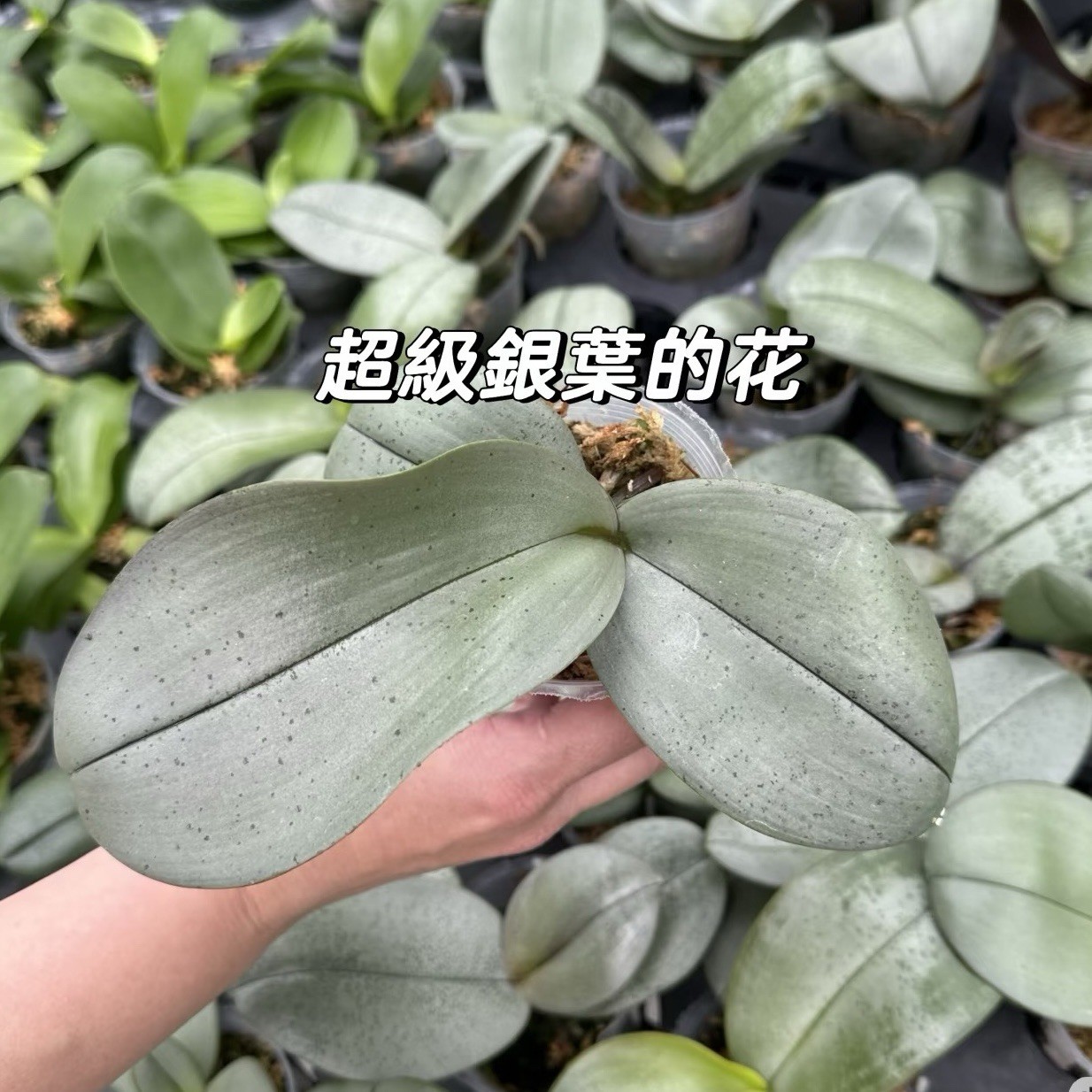 Phalaenopsis (Giganbell x schilleriana)