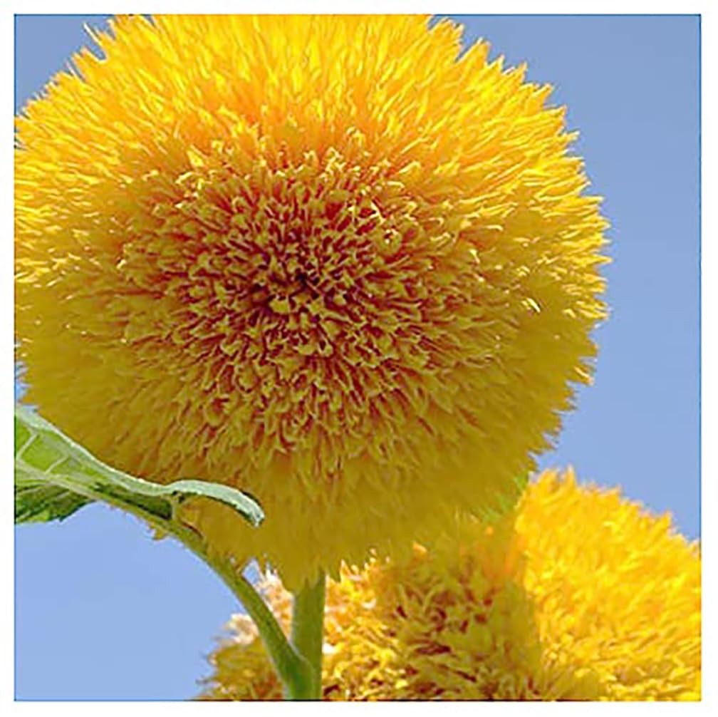 Teddy Bear – Fluffy, Dwarf Sunflower Seeds – 30 Seeds – Up to 40″ Tall