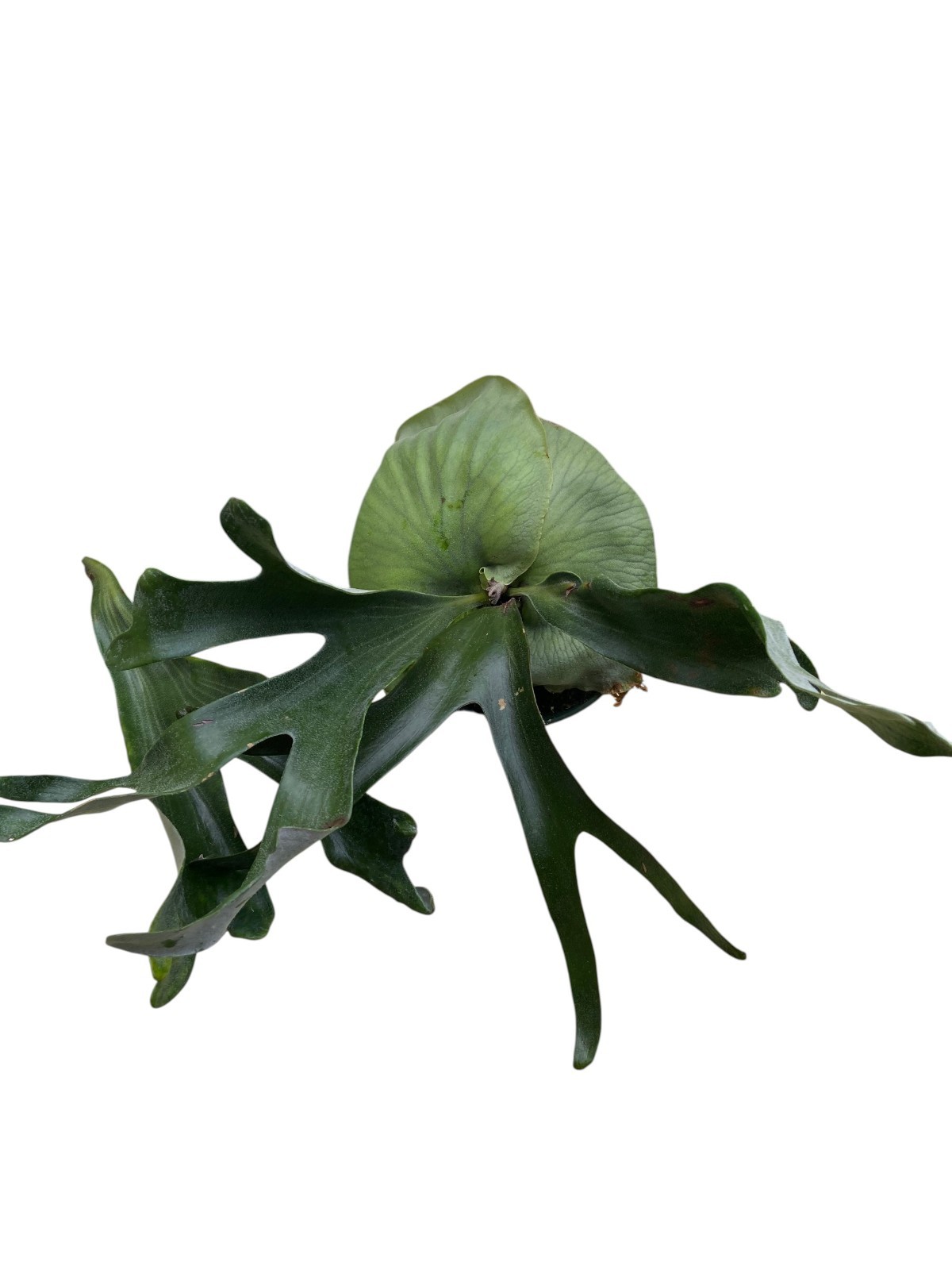 Platycerium alcicorne ‘Madagascar’