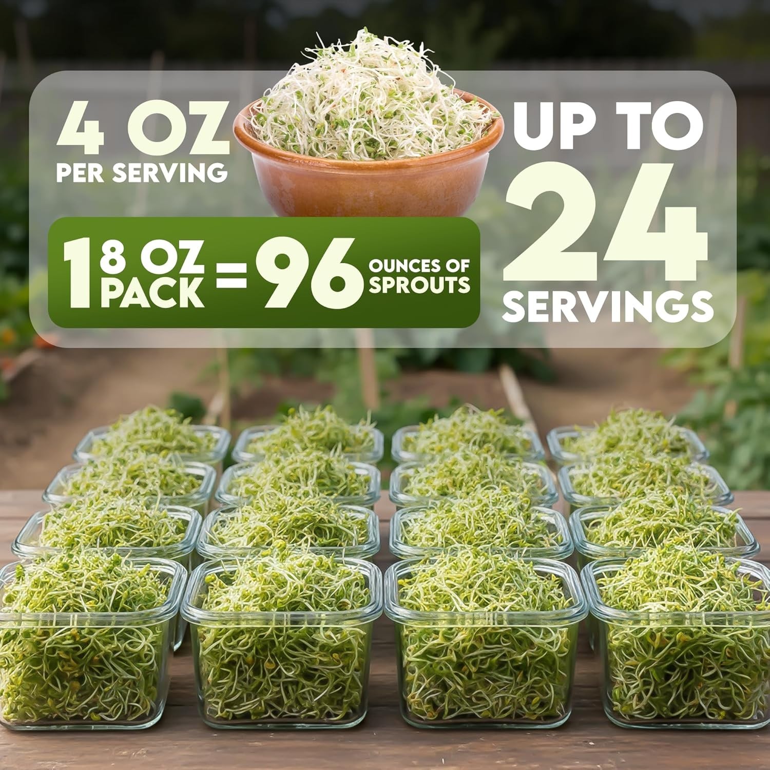 Nature Jim’s Organic Broccoli Sprouting Seeds – Non-GMO, Rich in Sulforaphane, F