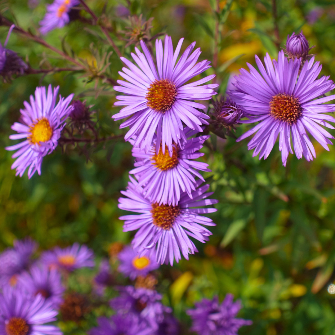 Fresh Premium New England Aster Seeds | Heirloom Non-GMO | Flower Seeds