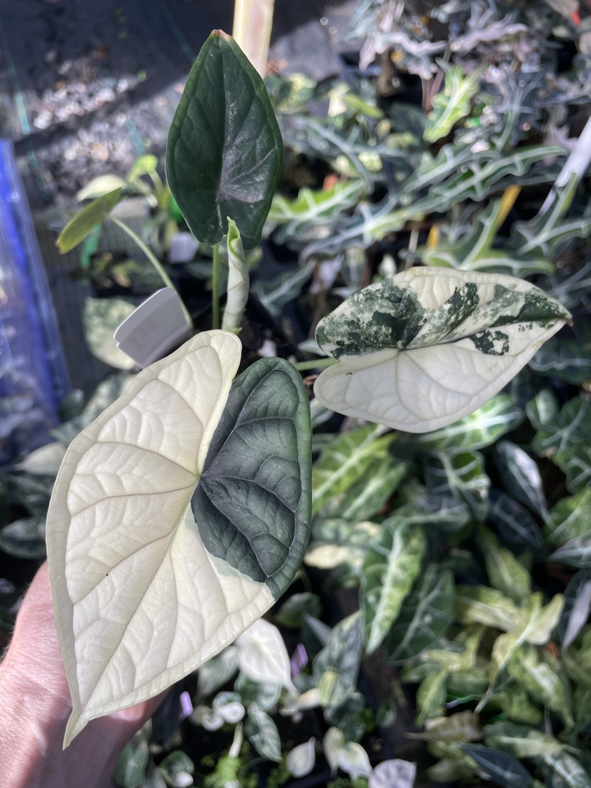 Alocasia Dragon Scale Albo Variegated 2.5″ pot, Fedex 2day*