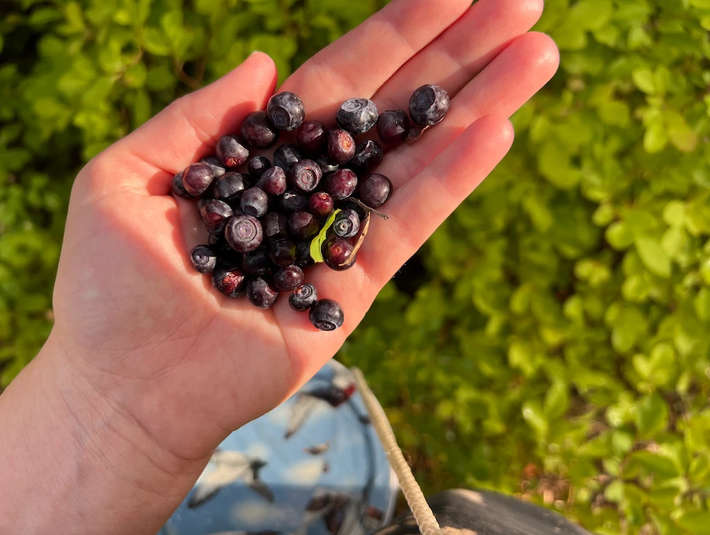 100 Big Huckleberry Seeds | Vaccinium membranaceum | Edible Native Berry