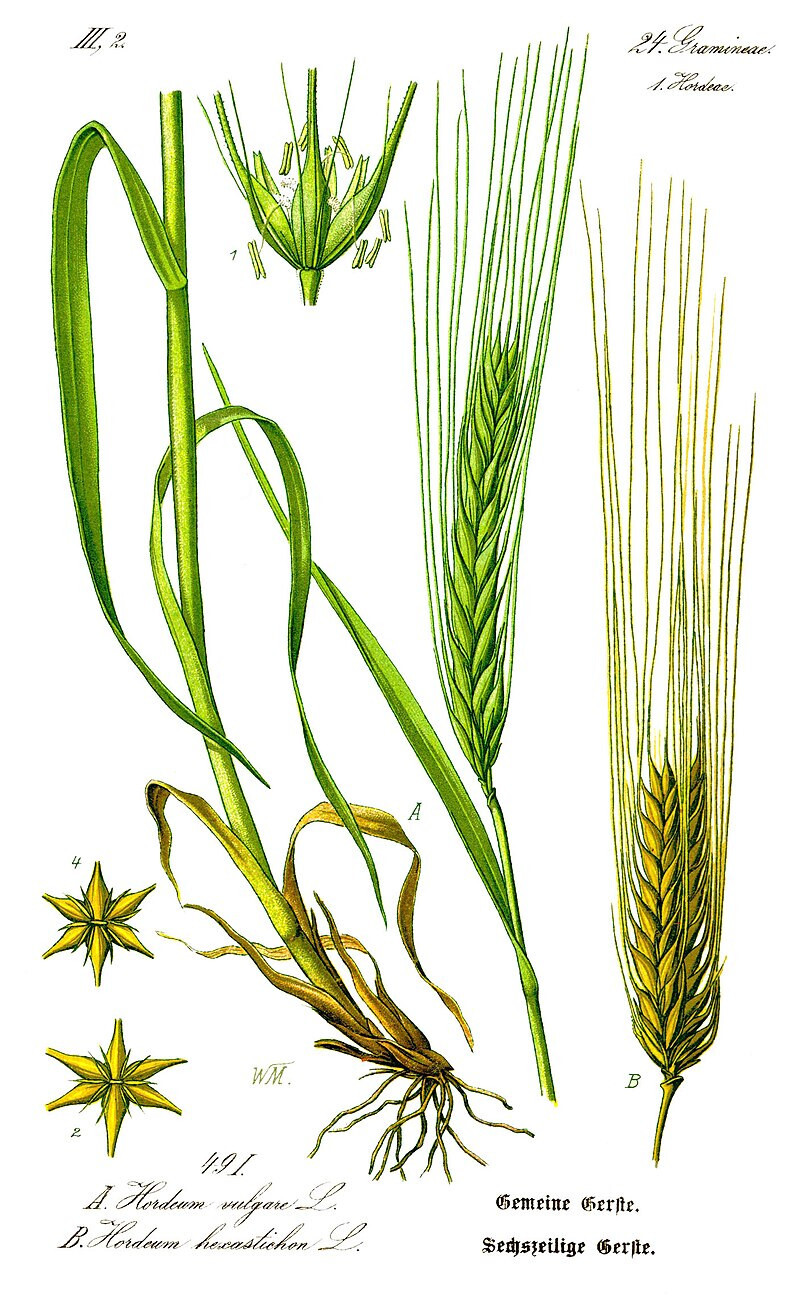 Barley Seeds (200) / ORGANIC / FLORIDA GROWN / CEREAL GRAIN