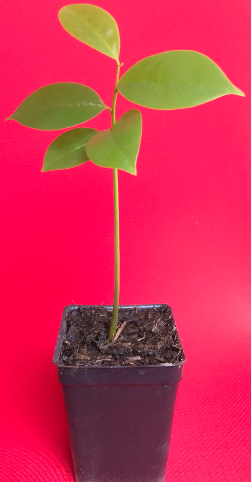 Annona Muricata Graviola Soursop Guanabana Potted Starter PLANT Tropical Tree