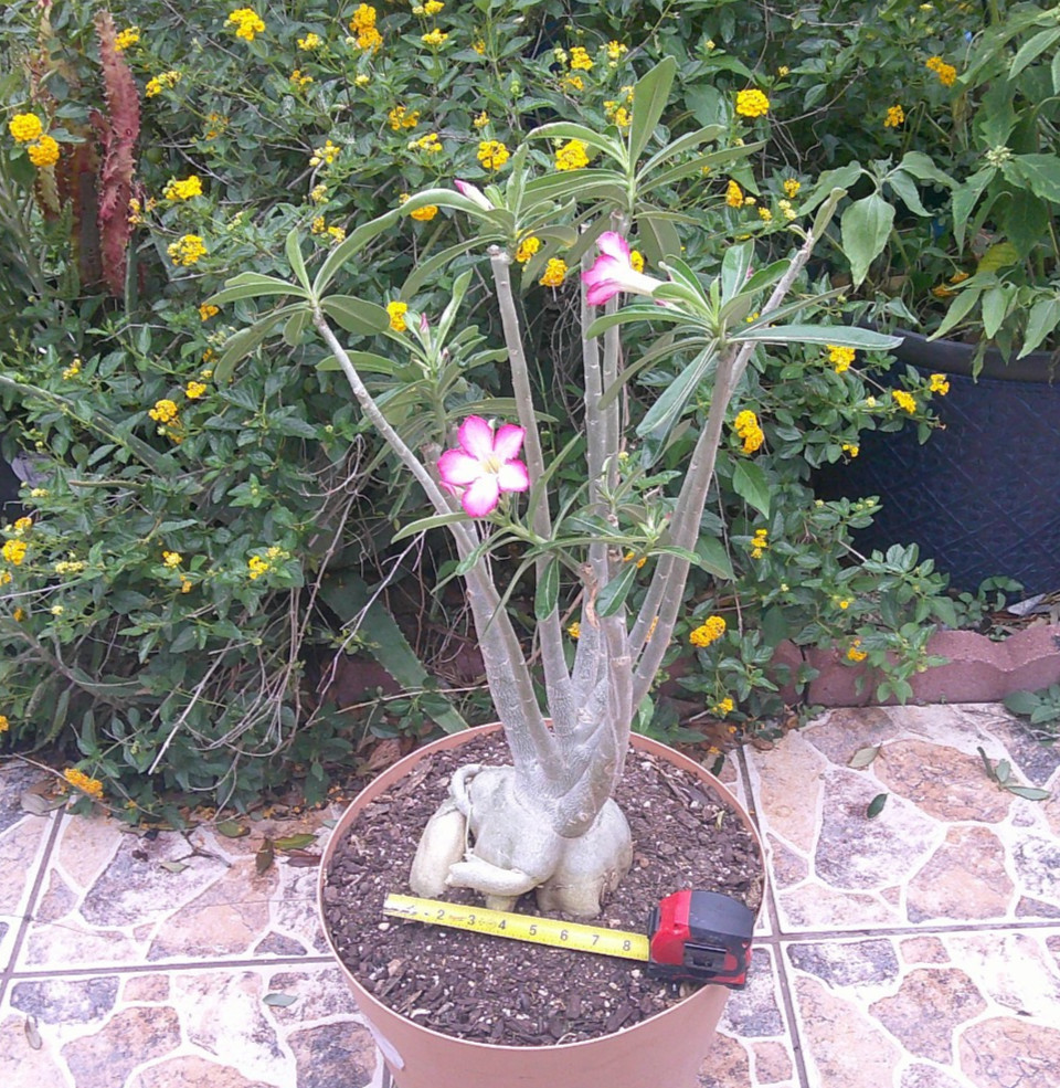 Adenium OBESUM Desert Rose Big Large Flowery Caudex Live Plant Free Ship 🇺🇸🆓⛟