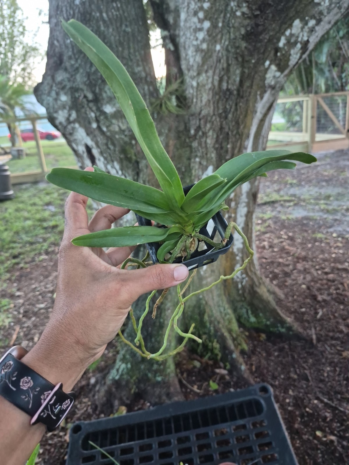Vandachostylis Crownfox Magic Vanda Orchid Plant