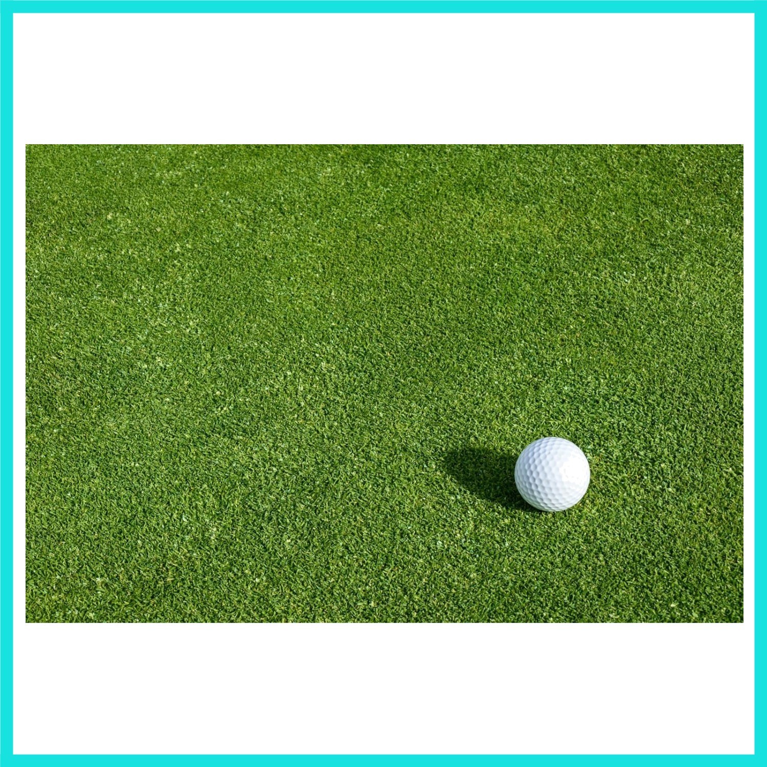Creeping BentGrass Seeds, 1 Pound