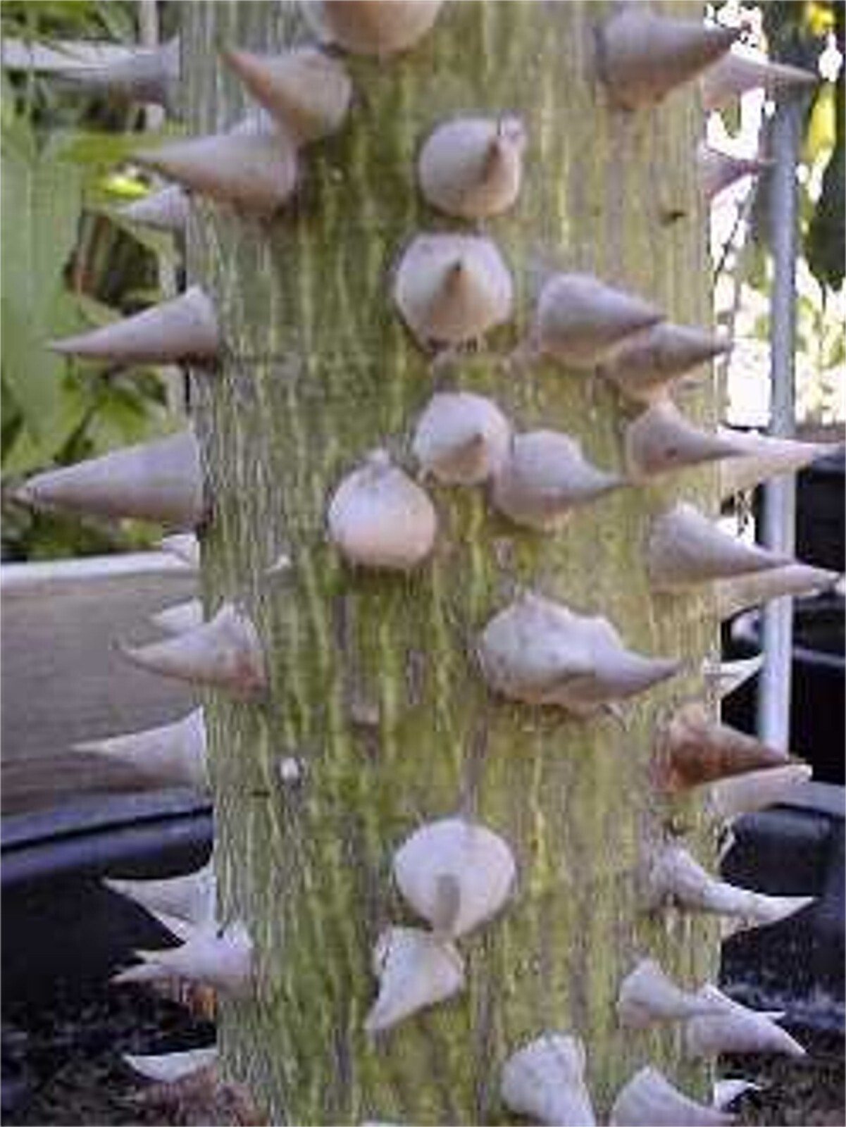 Ceiba Speciosa 10 Seeds, Hardy Pink Chorisia Kapok Silk Floss Garden Tree