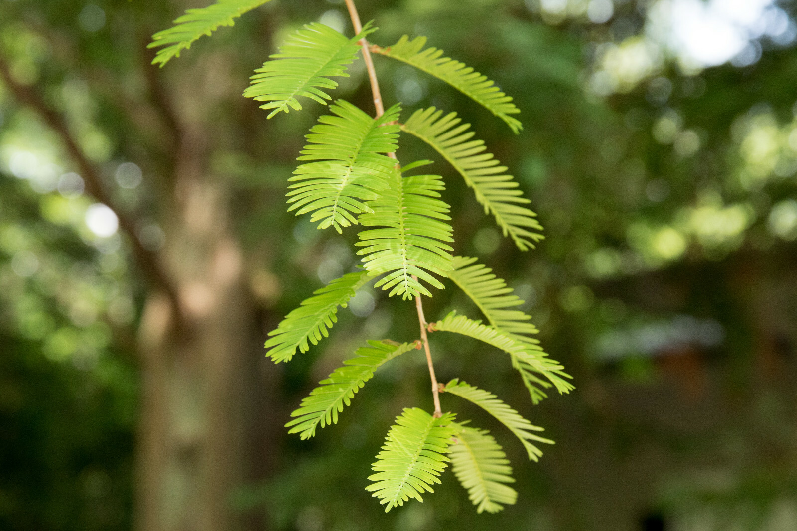 Jurassic Dawn Redwood | Tree Seed Grow Kit | The Jonsteen Company