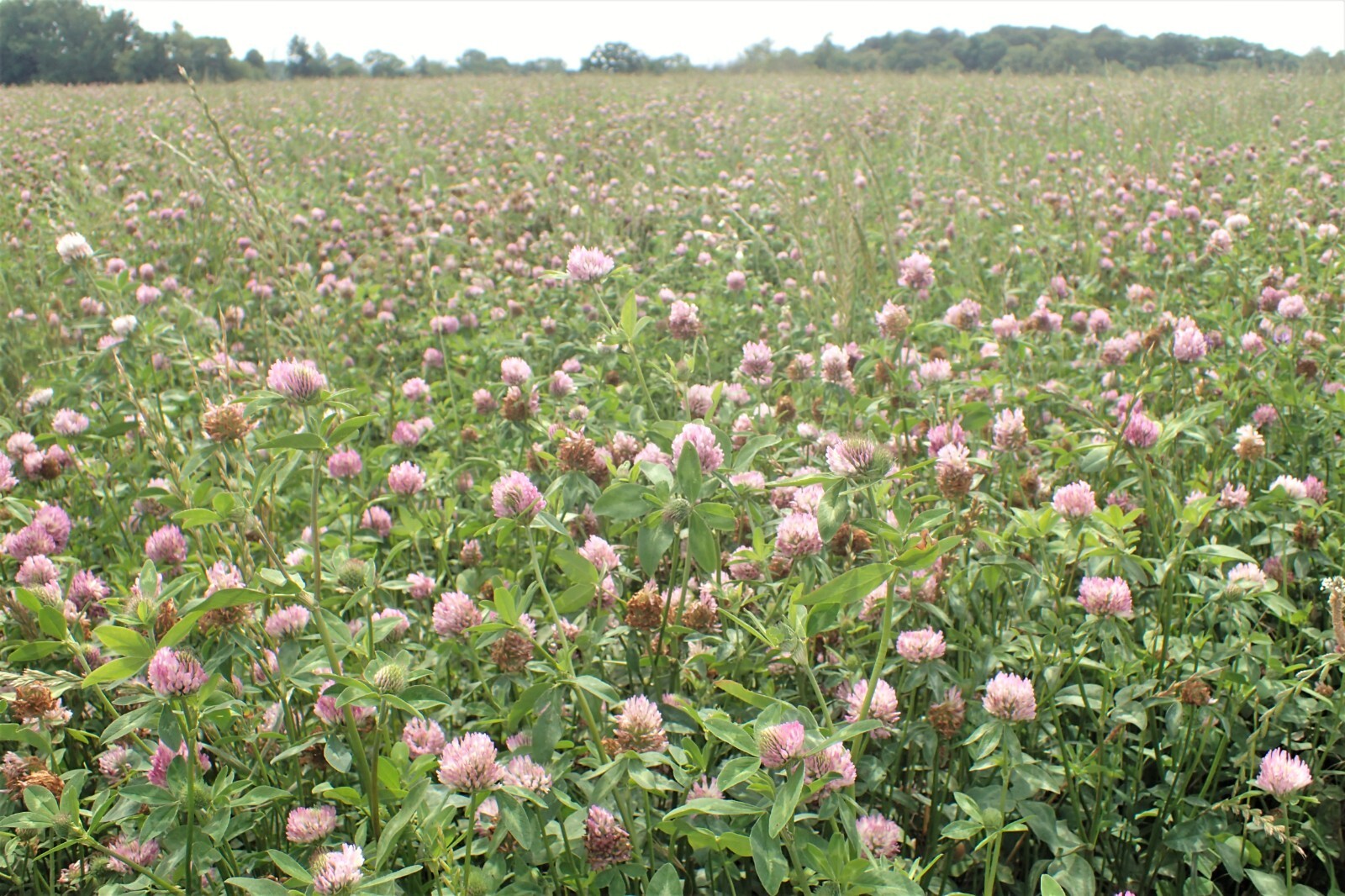 1000 Mammoth Red Clover Seeds – Trifolium pratense Mammoth – Non-GMO Seeds