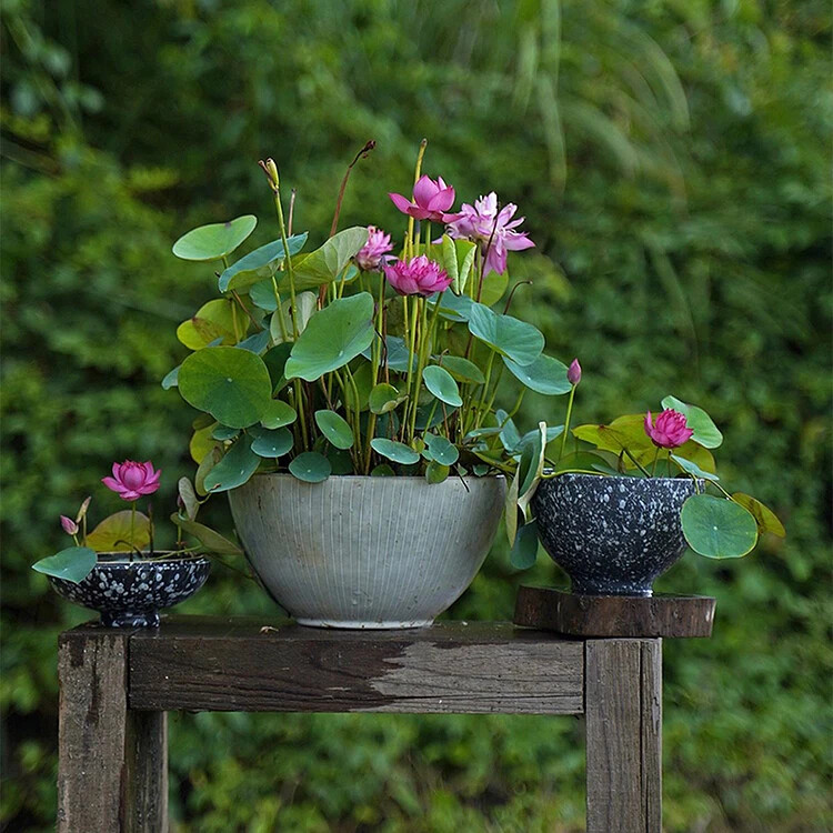 Nurture Tranquility with 10pcs Bowl Lotus Seeds A Serene Marvel for Your Indoor