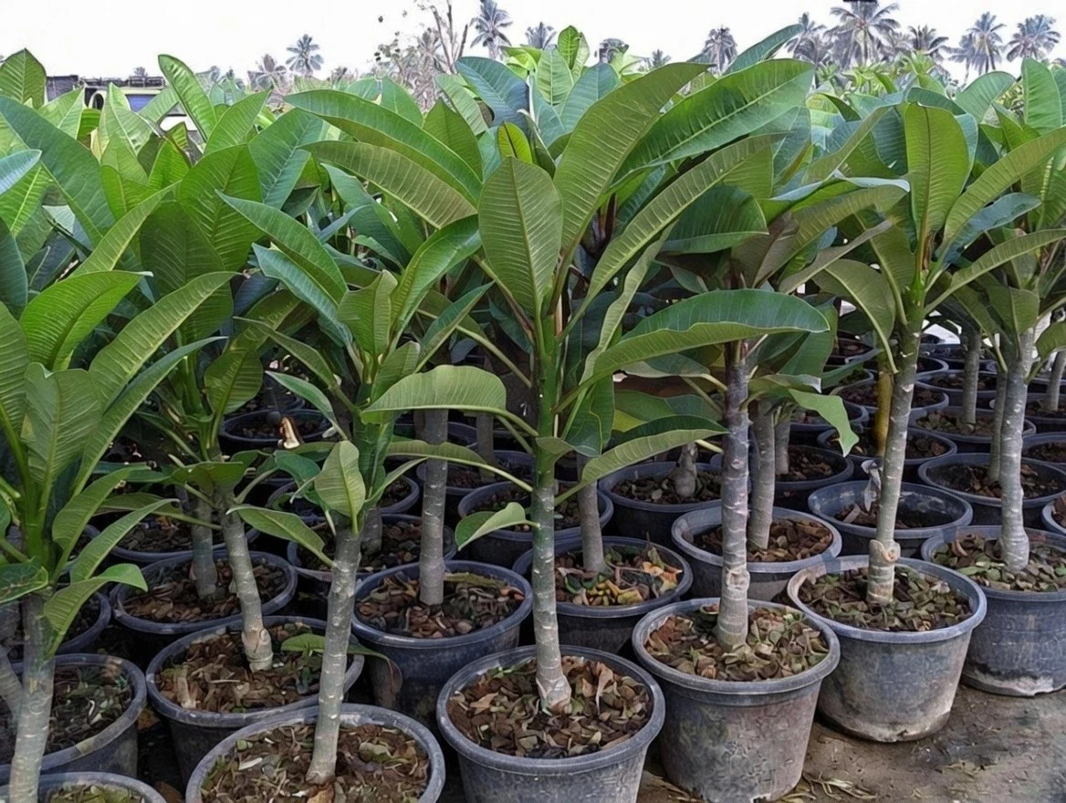 Diamond Locket Fruity (2026 Thai) Plumeria (5 Seeds)