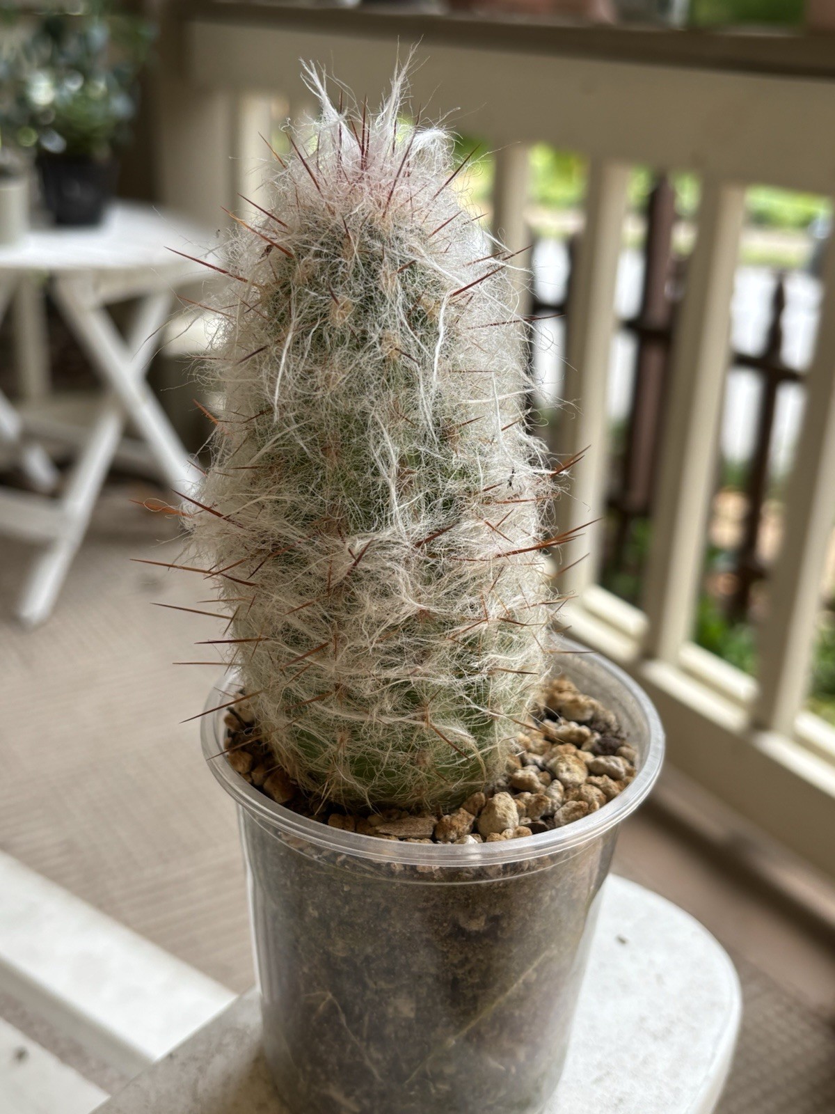 Old Man Cactus Rooted in 4″ Nursery Pot Succulent Houseplant Live Plant