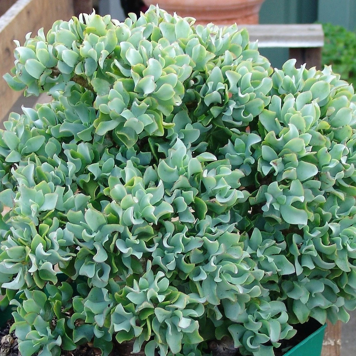 Ripple Wavy Jade Plant Rooted or Unrooted You Choose Crassula Undulatifolia