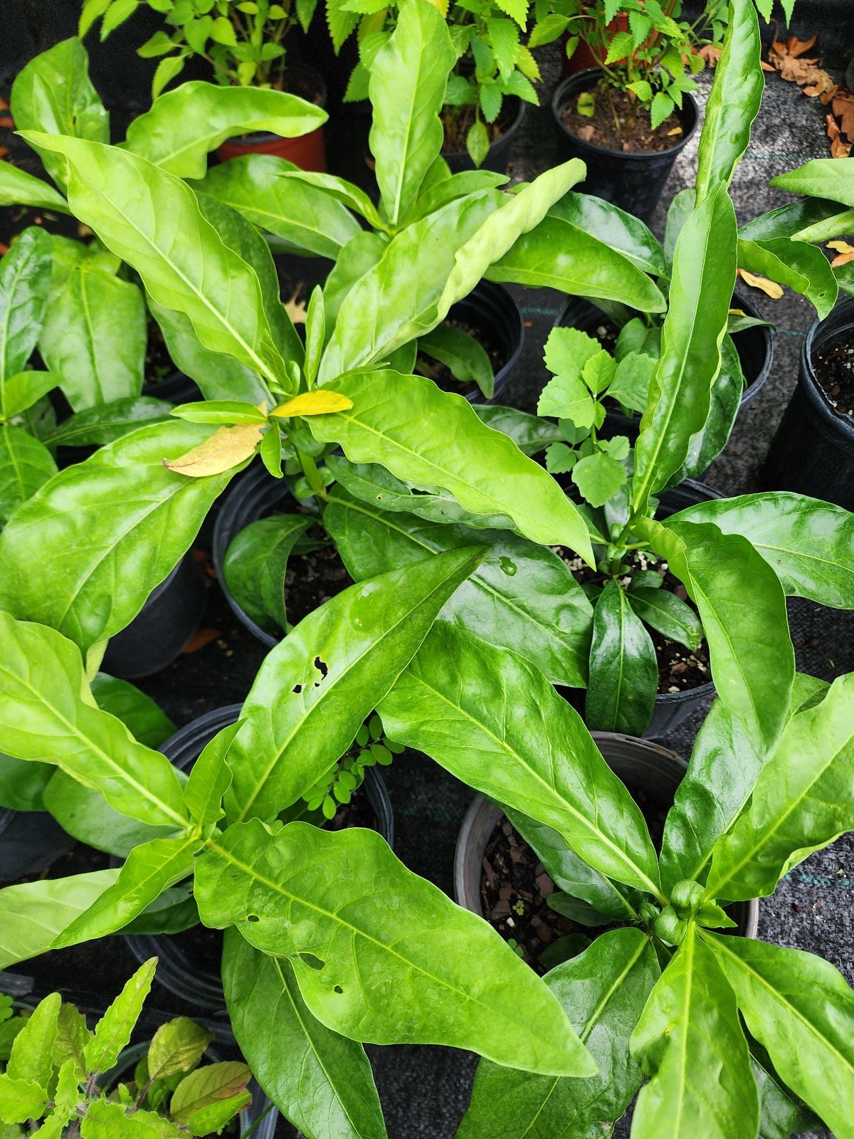 Live Noni Tree Starter Plant Edible Tropical Fruit Easy to Grow
