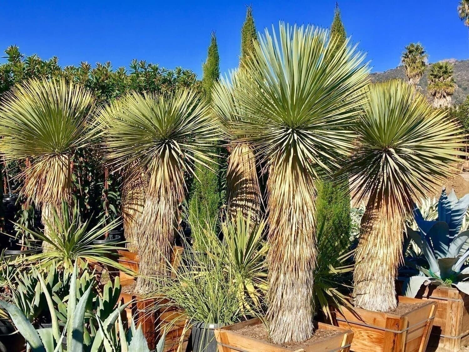 Silver Yucca – Live Plant in a 3 Gallon Growers Pot – Yucca Rostrata