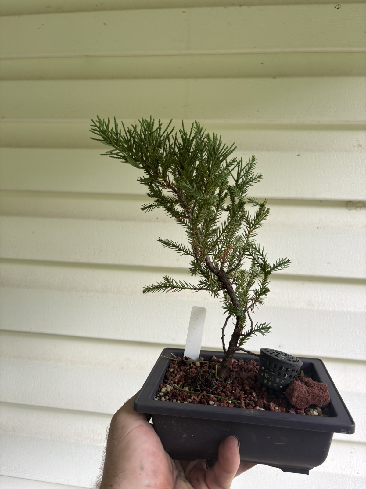 Bonsai Tree San Jose Juniper In 6.5” Training Pot #001 “Excellent Gift”