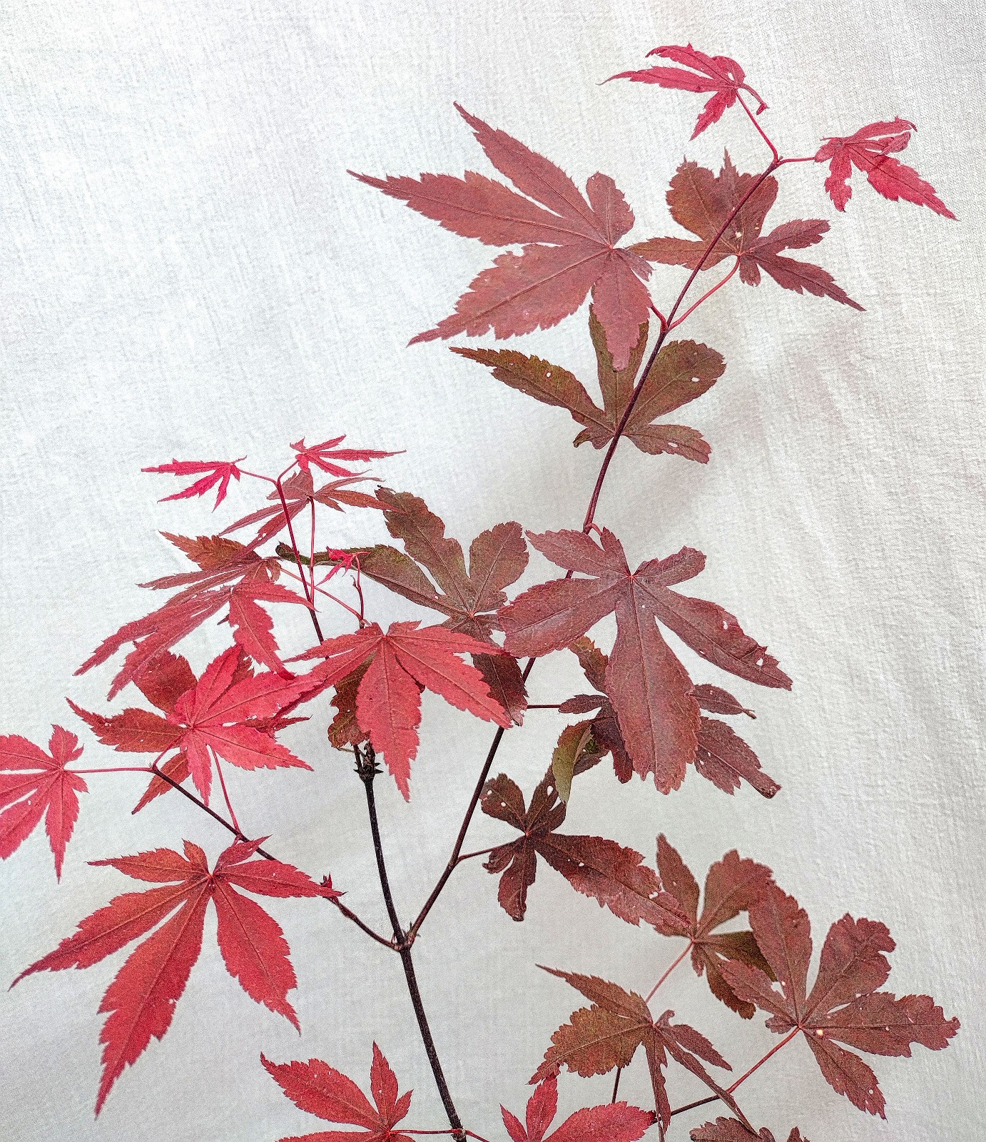 Red Japanese Maple tree in nursery pot. Acer palmatum ‘Atropurpureum’.
