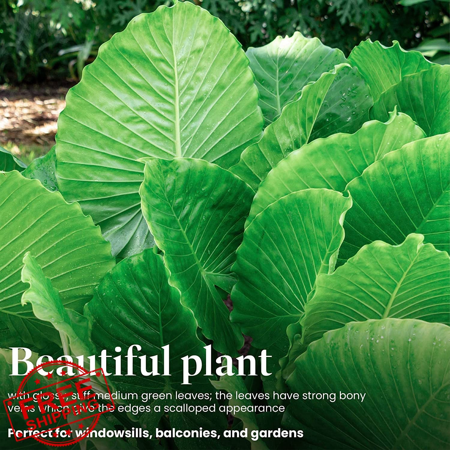 American Plant Exchange California Green Elephant Ear