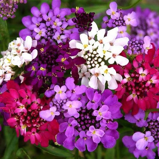 Candytuft DWARF FAIRY MIX Groundcover Heirloom Pollinators Non-GMO 1000 Seeds!