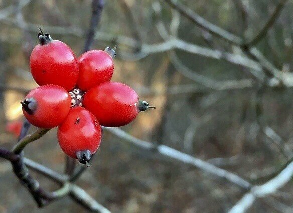 Cornus florida | Flowering Dogwood | 10 Seeds