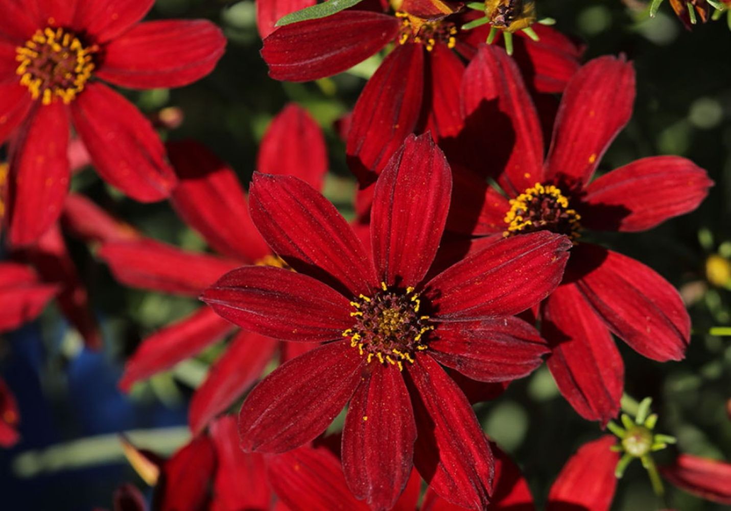 Sizzle & Spice Hot Paprika Coreopsis Plant – Tickseed – Live Plant – Gallon Pot