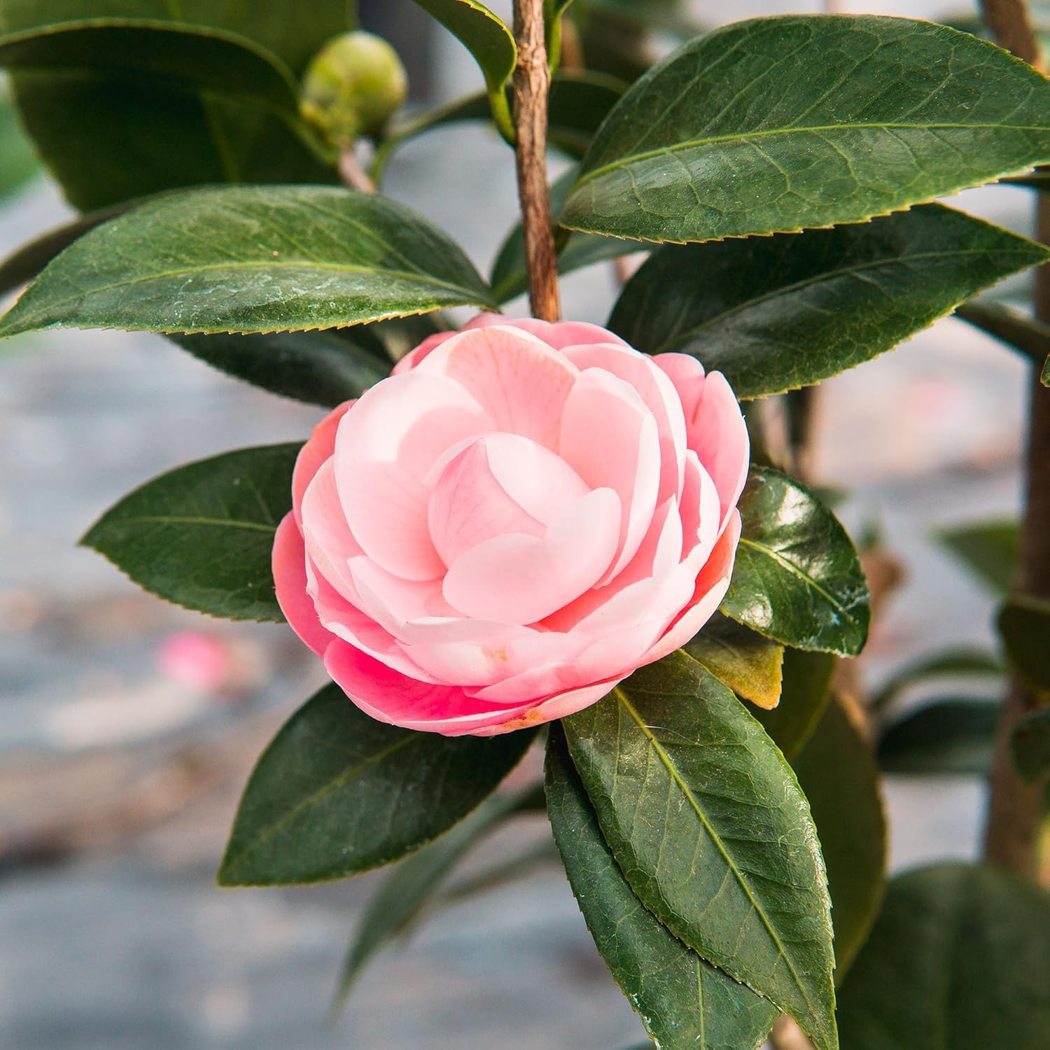 Perfect Plants Pink Perfection Camellia Bush 1 Gallon | Live Shrub for Outdoor P