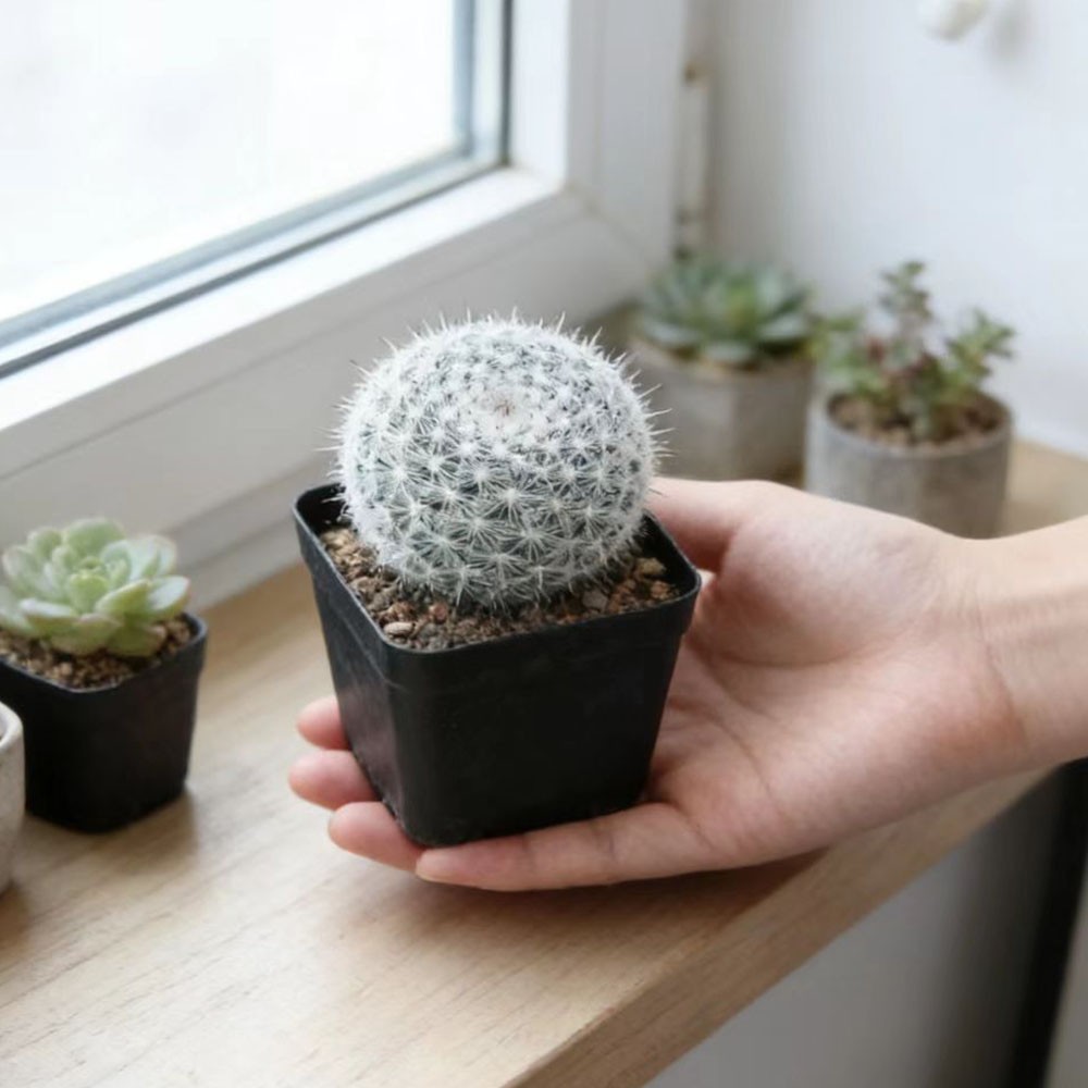 Mammillaria hahniana Old Lady Cactus Cactiand exotica Rare Succulent Plant