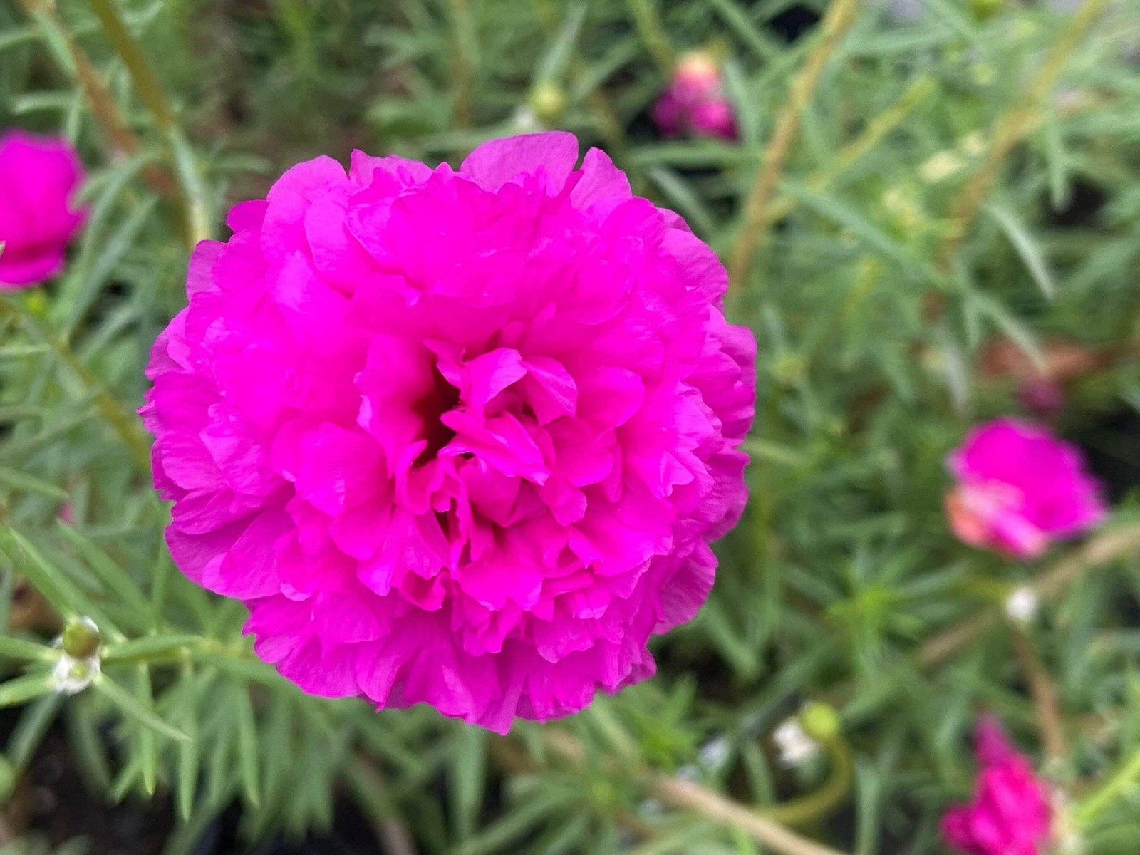 PURPLE DOUBLE Massive Bloom – Portulaca Moss Rose – US Seller
