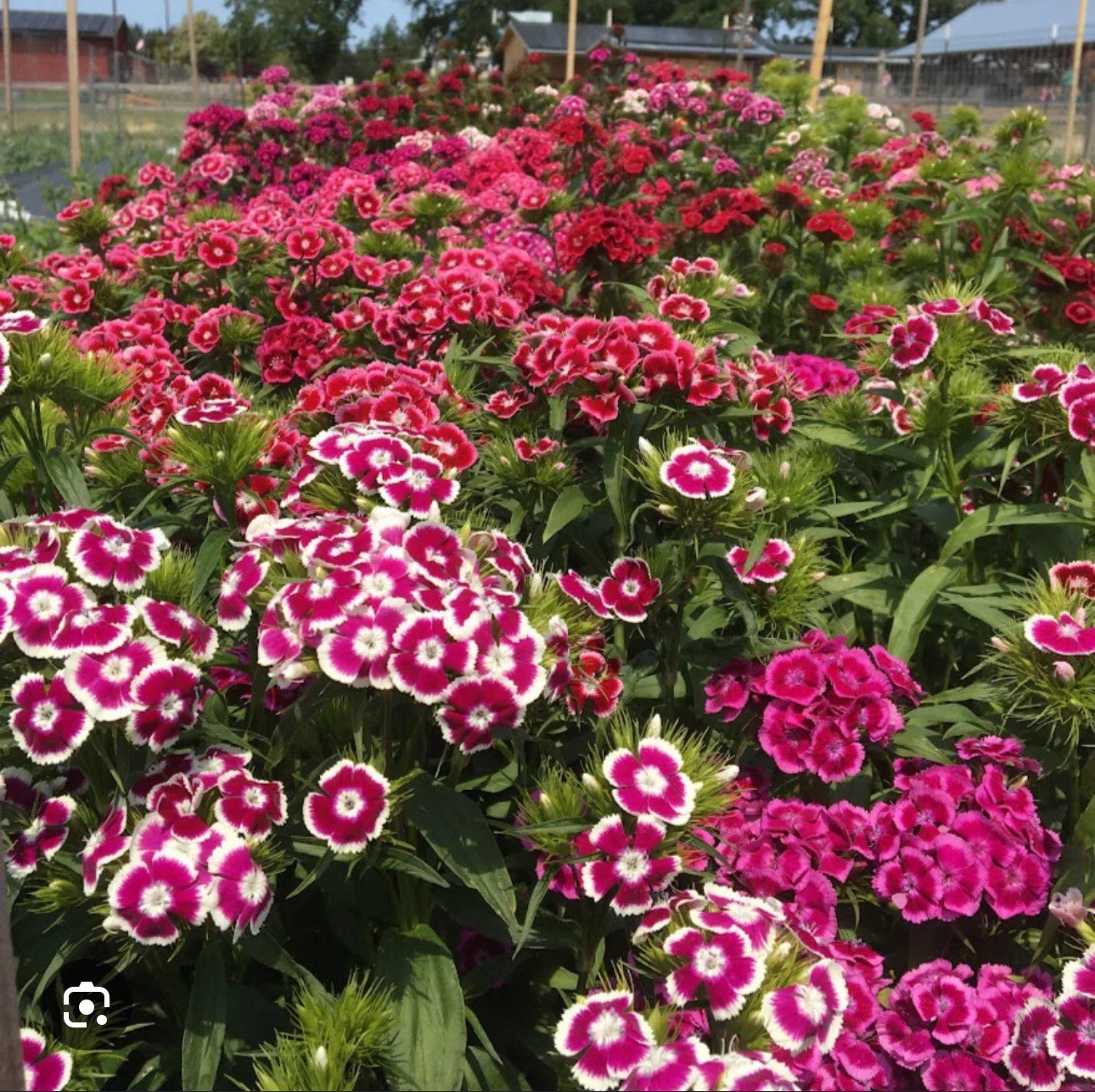 100+ SWEET WILLIAM SEEDS – DIANTHUS – PERENNIAL – Mixed Colors – Fragrant