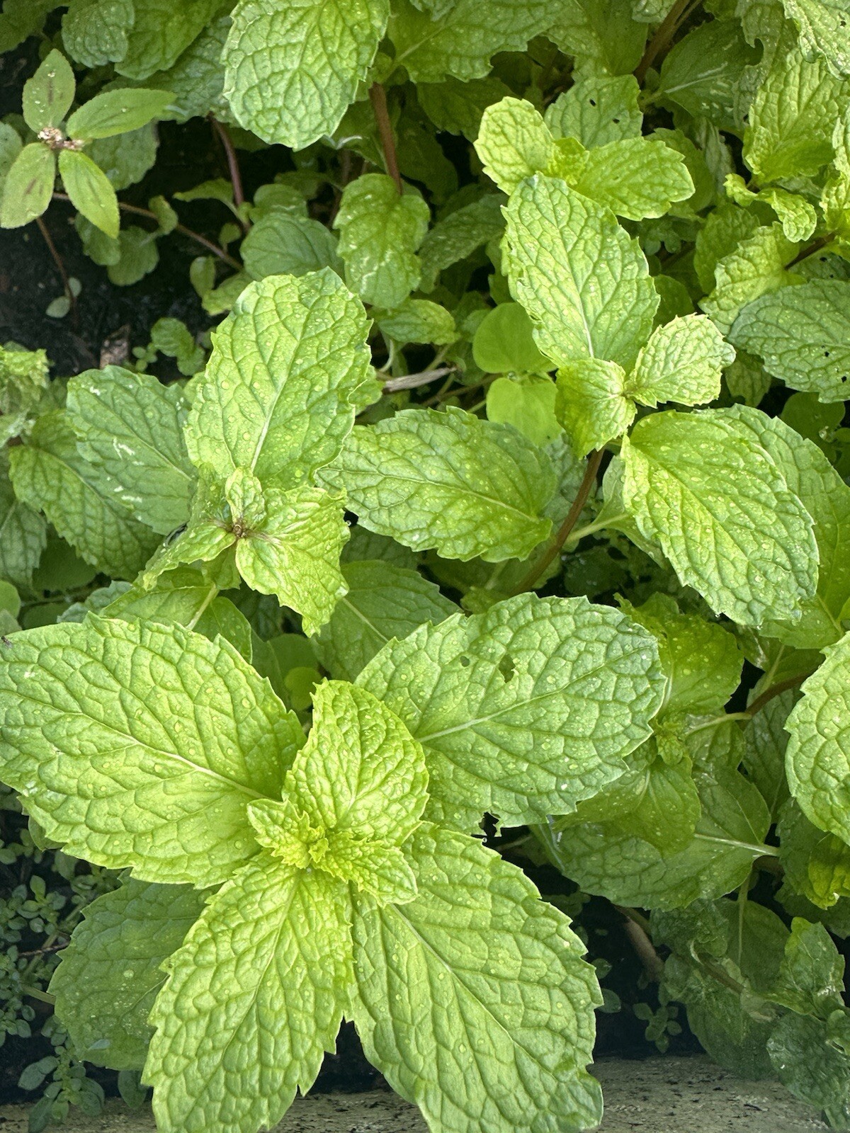 4 Live Sweet Mint, Apple Mint 8-10 inch