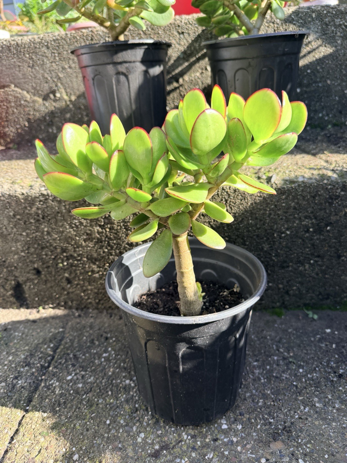 LARGE 1+ FOOT Rooted Jade / Money Plant Live Bonsai Tree