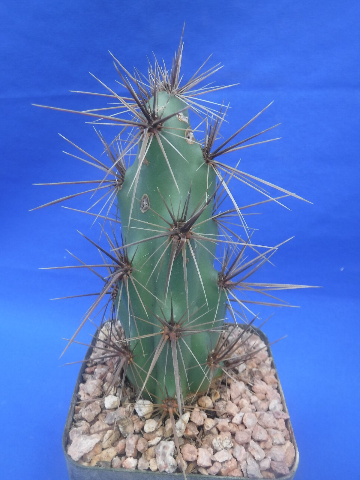 Grusonia emoryi New Mexico Form RARELY OFFERED! 6″ Tall Cold Hardy to 0F!!! C4
