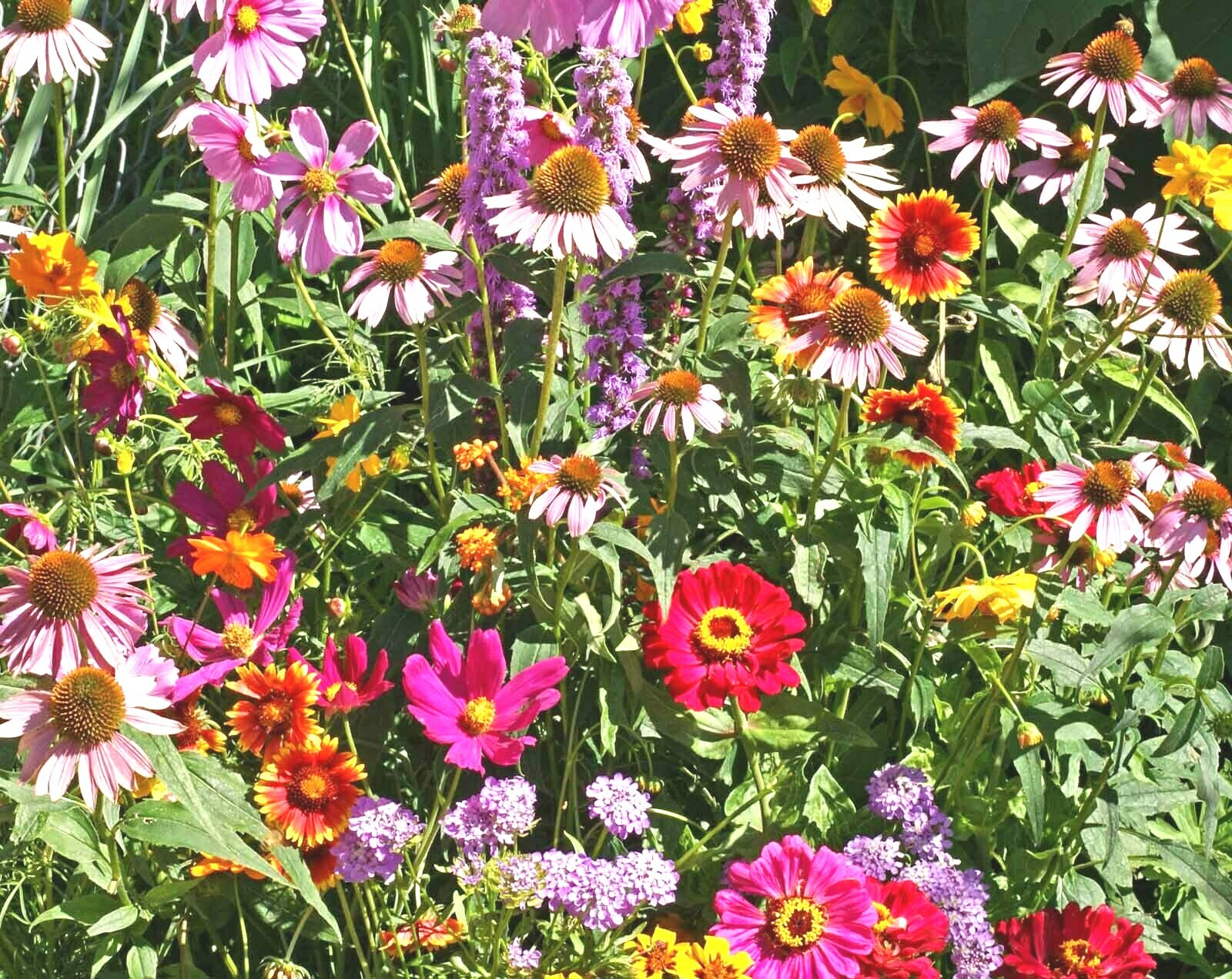 2001+POLLINATOR MIX Seeds 17 Native Wildflowers Annual Perennial Garden Easy