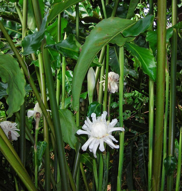2 White Torch Ginger Plants with Rhizomes Etlingera Elatio Ginger Lily Well Root