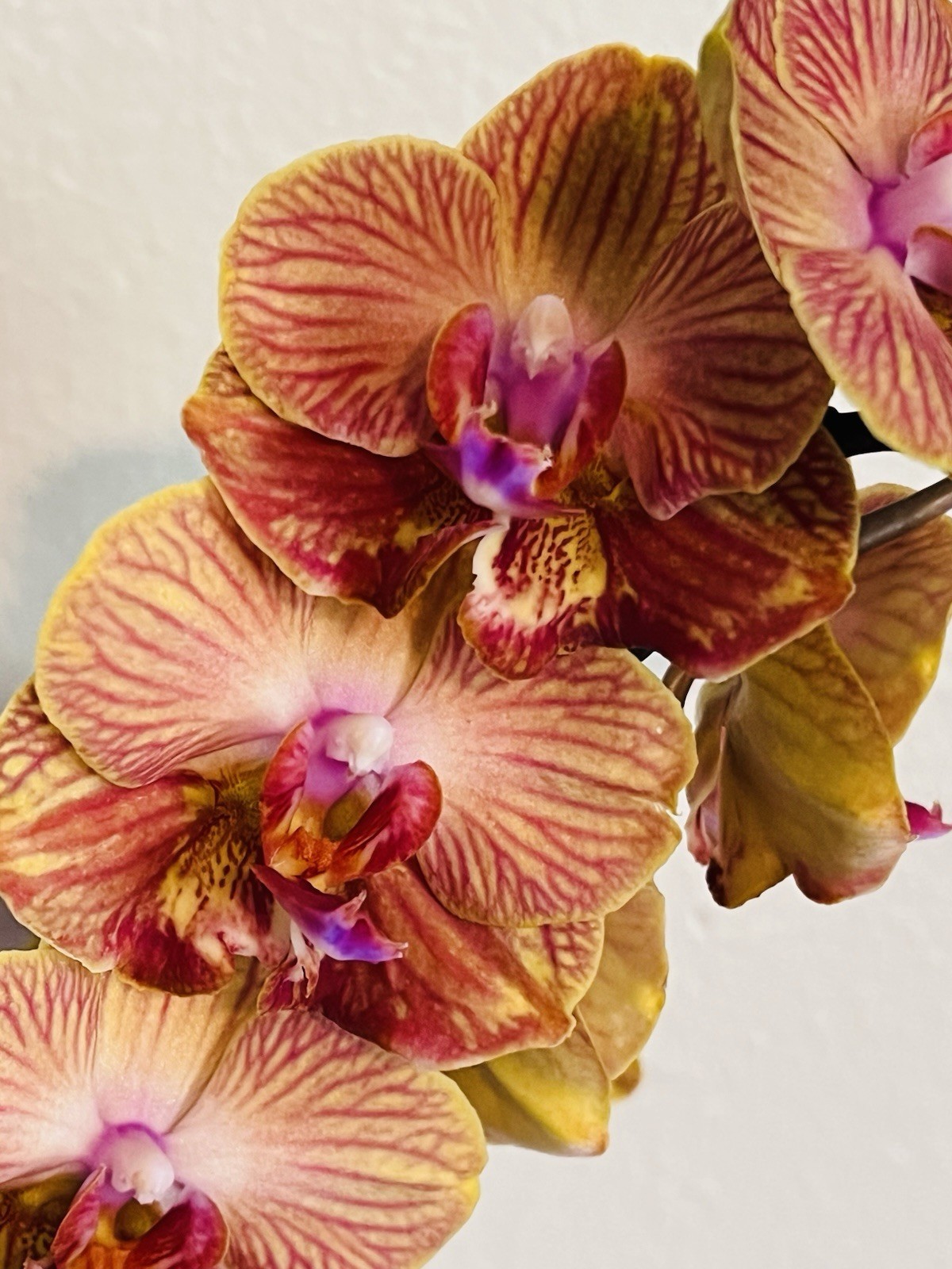 Phalaenopsis Orchid NOID Taiwanese Species Extremely Rare Plant Mutated!!!