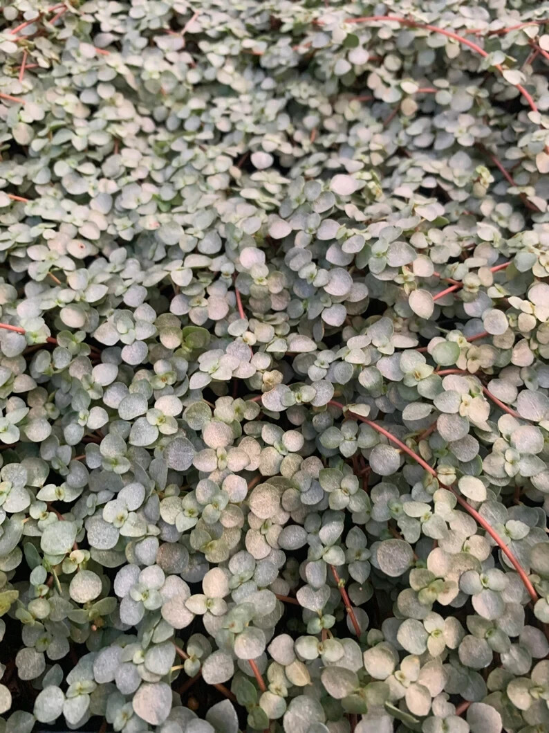 Peperomia / Pilea Depressa Baby Tears Plant