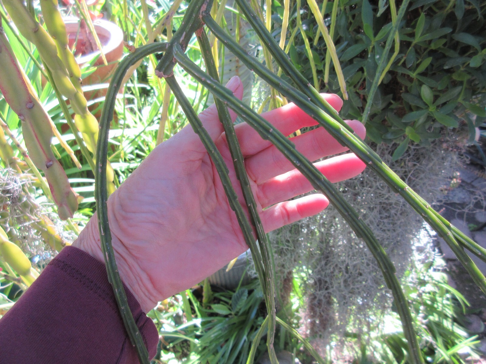 Rhipsalis Sulcata 4 partially rooted stems Shown