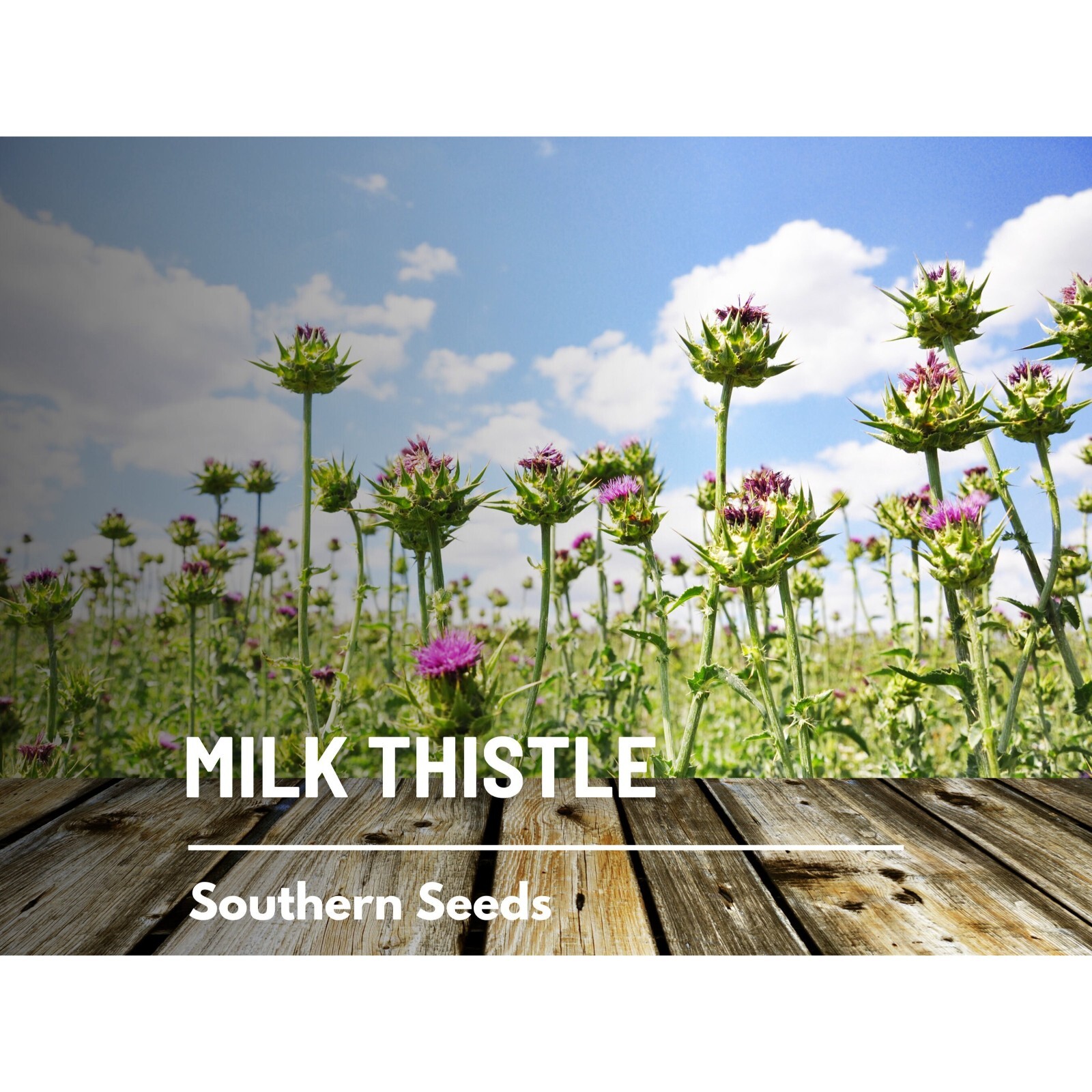 Milk Thistle (Blessed Thistle) – 20 Seeds – Heirloom Medicinal & Culinary Herb,