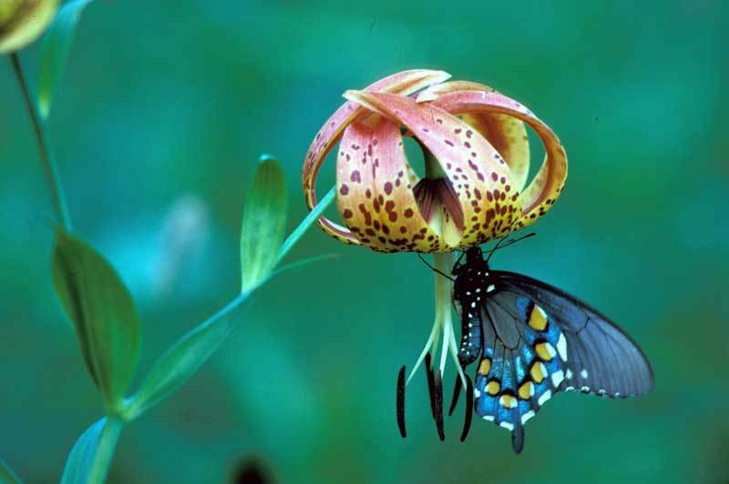 Lilium superbum | Turks-Cap | American Tiger | Turban Swamp Lily | 20_Seeds